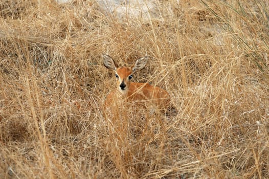 Ibex,dwarf antelope,seeking shelter in grass,Savuti,Botswana