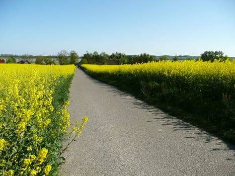 Rapeseed Trail