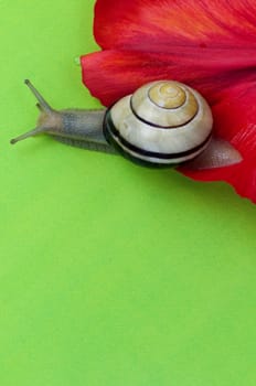 Snail 4