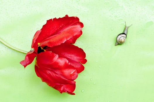 Snail 5