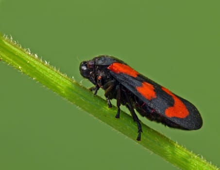 Common cicada (Cercopis vulnerata)