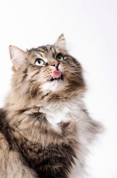 Siberian Forest Cat