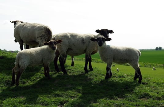 Sheep and lambs