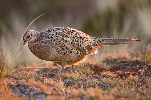 Pheasant Female