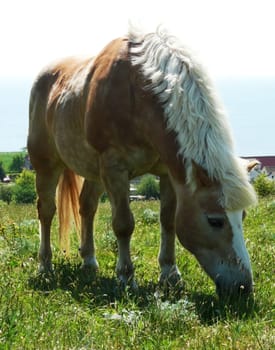 Grazing Horse