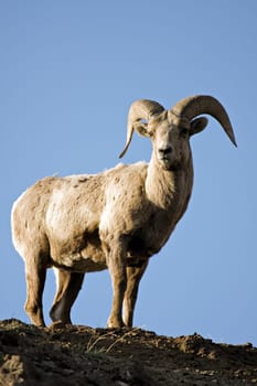 bighorn sheep atop cliff