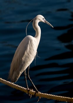 Little egret