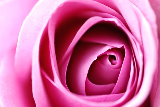 rosy