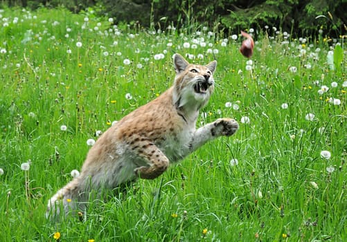 I photographed this beautiful animal today when it was fed pieces of meat.
