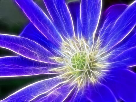 Anemone blanda