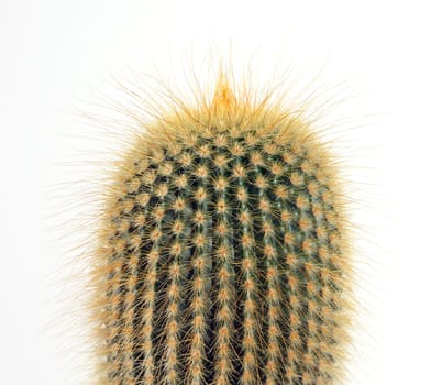 Detail cactus with white background