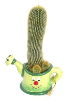 Indoor cactus in ceramic can flower-pot
