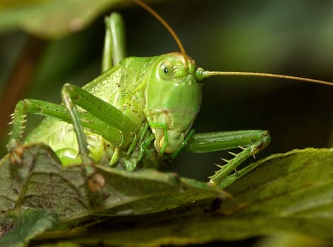 Tettigonia viridissima - grasshopper