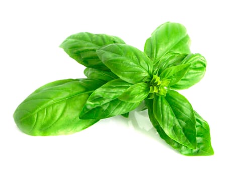 Basil with white background