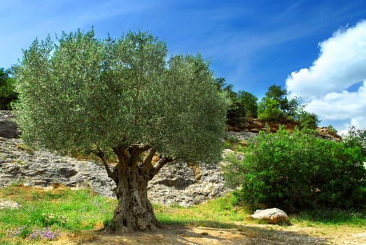 Old olive tree