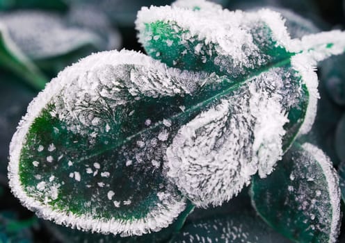 Frosty leaf