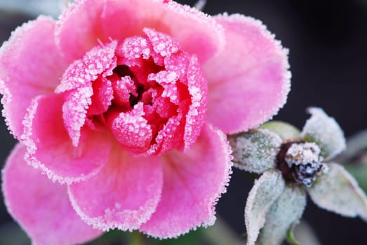Icy rose