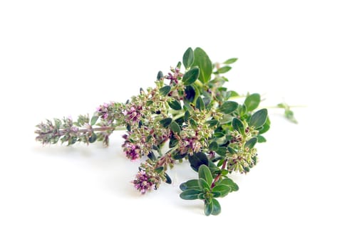 Bunch of fresh herbs thyme