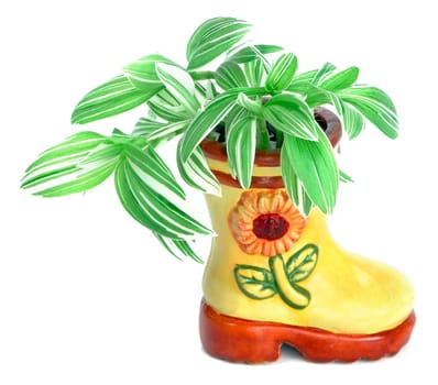 Indoor plant in ceramic boot flower-pot