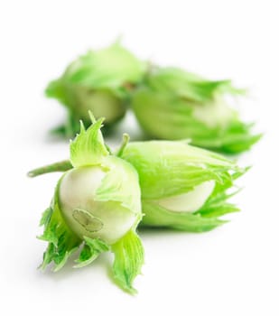 Hazel nut on white background