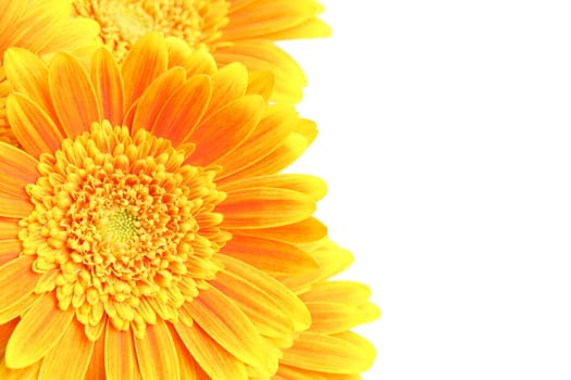 flowers background isolated