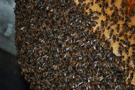 Apis mellifera (honey bee) 2508