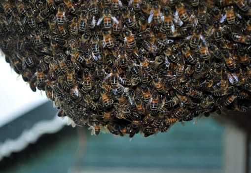 Apis mellifera (honey bee) 2523