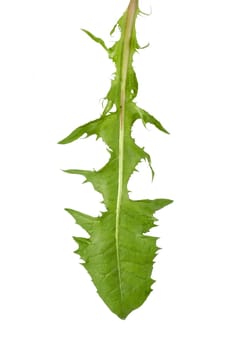 Lion's Leaf
