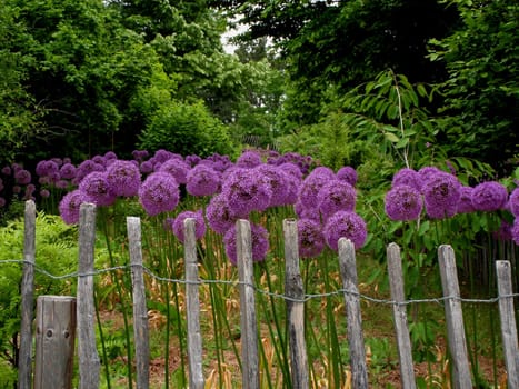 Allium