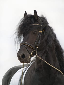 Frisian