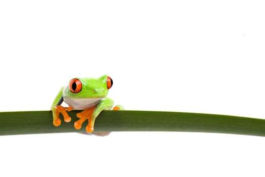 tree frog on a leaf