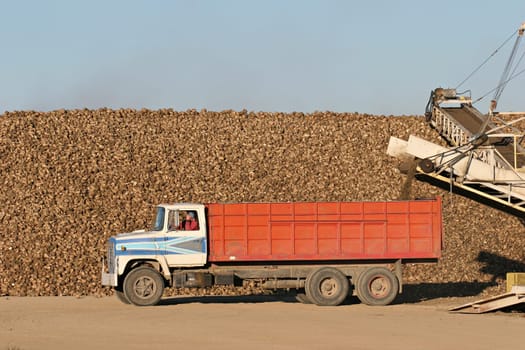 sugar beet harvest
