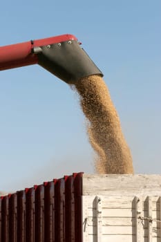 harvesting barley