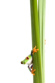 frog on plant isolated white