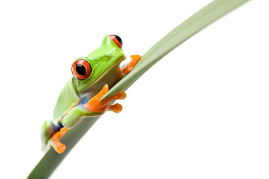 frog on a leaf isolated white