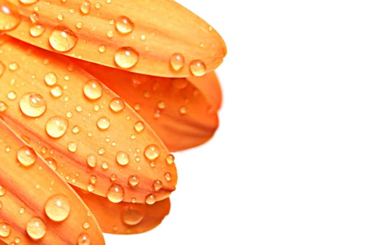 drops on petal