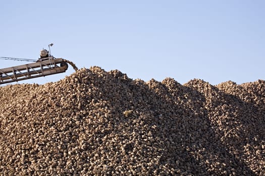 sugar beet industry