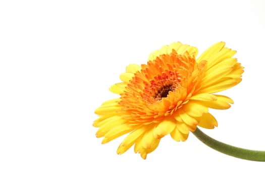 yellow orange gerbera