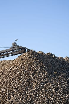 sugar beet harvest