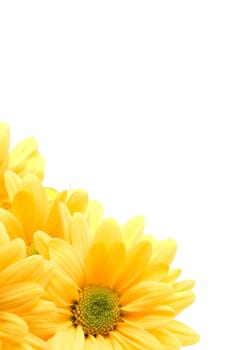 yellow daisy corner