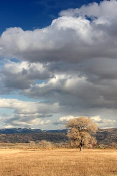 lone tree on field in wyoming