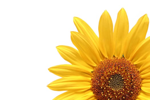 sunflower over white