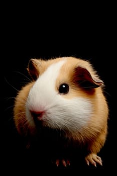 guinea pig over black