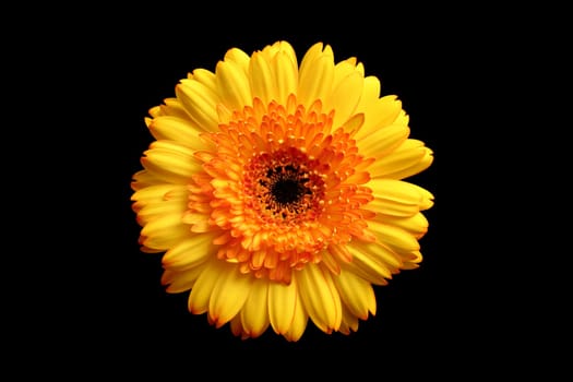 yellow orange gerbera over black