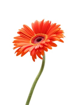rising daisy isolated on white