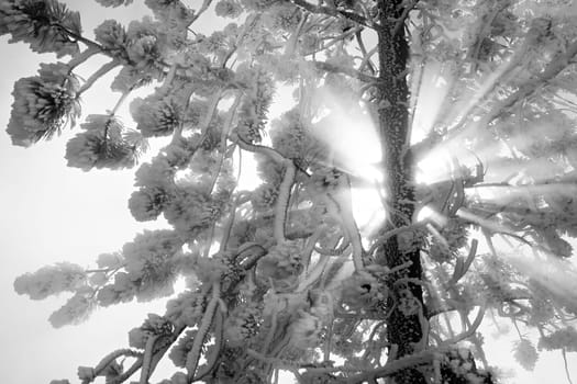 snowy sunburst