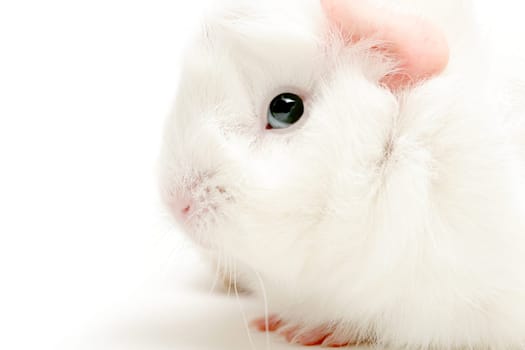 guinea pig highkey