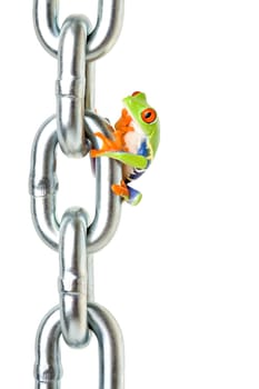 frog wonders how to get back down