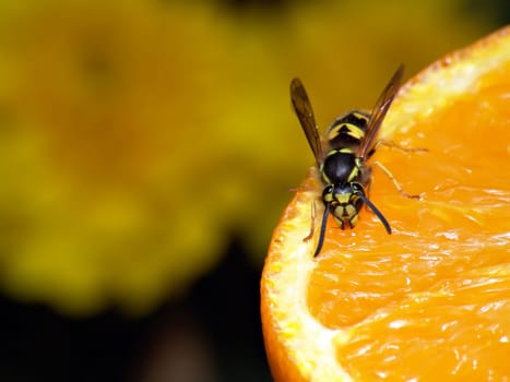 wasp on orange macro