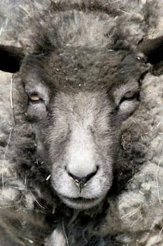 sheep portrait